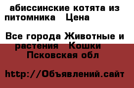 абиссинские котята из питомника › Цена ­ 15 000 - Все города Животные и растения » Кошки   . Псковская обл.